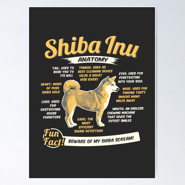 Shiba itzu hot sale