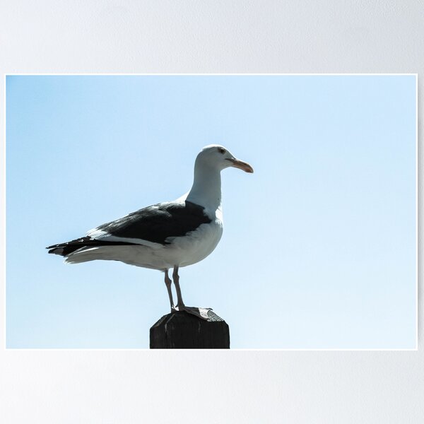 Item preview, Cold Tone Seagull designed and sold by Fike2308.