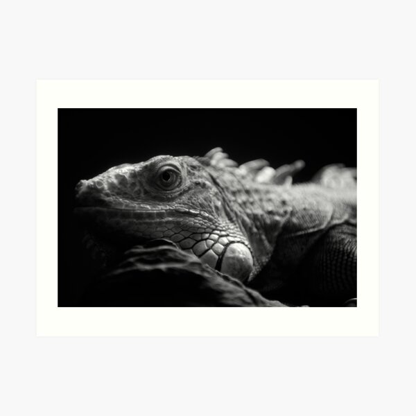 Iguana Up Close in Black and White Art Print