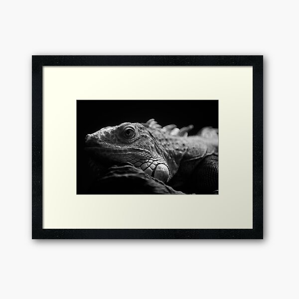 Iguana Up Close in Black and White Framed Art Print