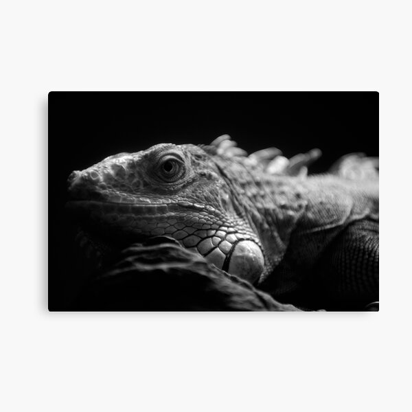 Iguana Up Close in Black and White Canvas Print