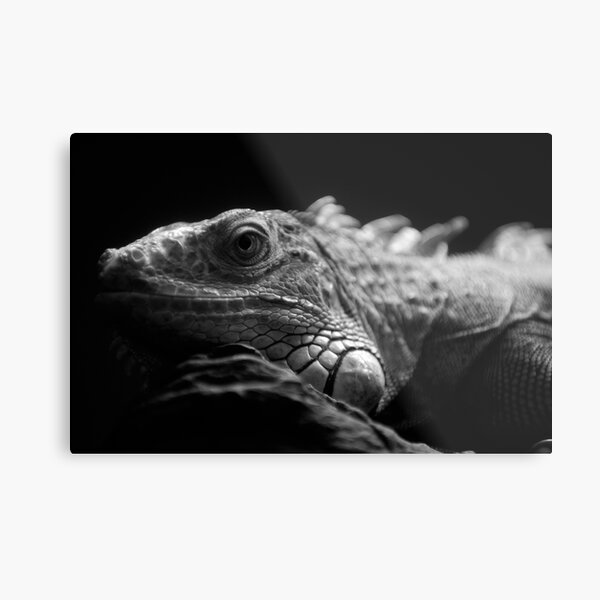 Iguana Up Close in Black and White Metal Print