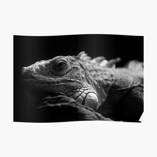 Iguana Up Close in Black and White Poster
