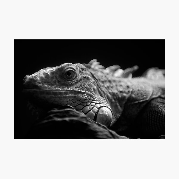 Iguana Up Close in Black and White Photographic Print