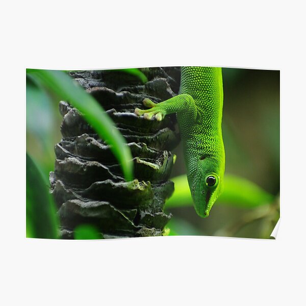 Bright Green Lizard Poster