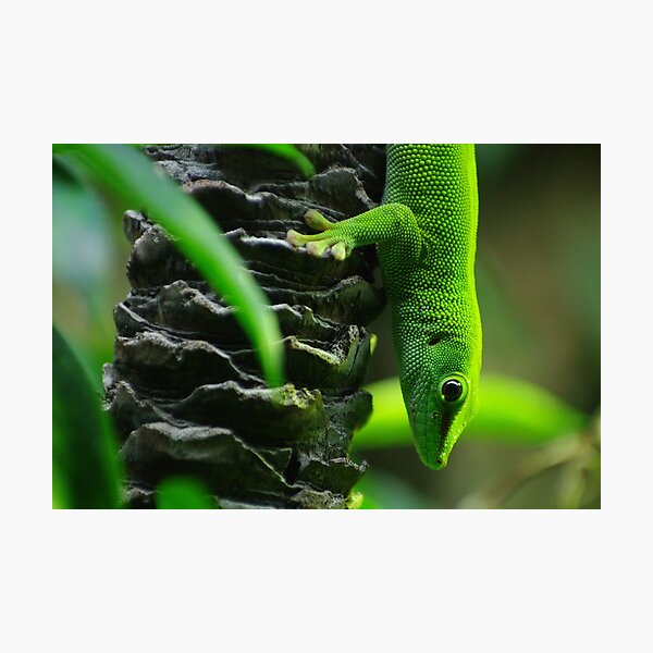 Bright Green Lizard Photographic Print