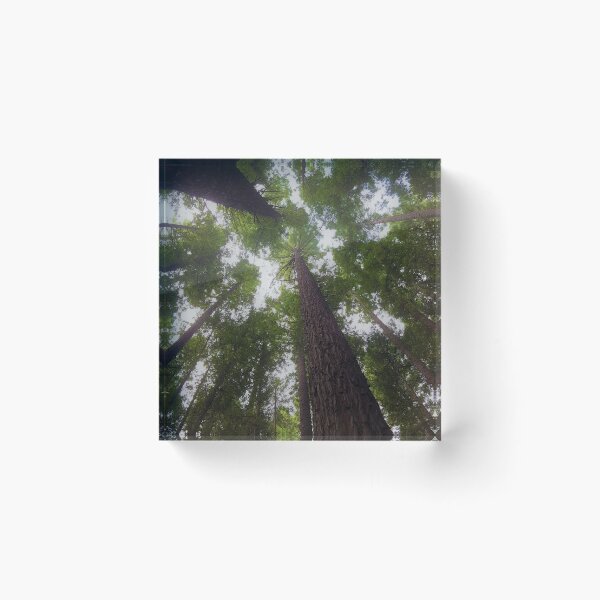 Item preview, Redwood Canopy designed and sold by mountainpics.