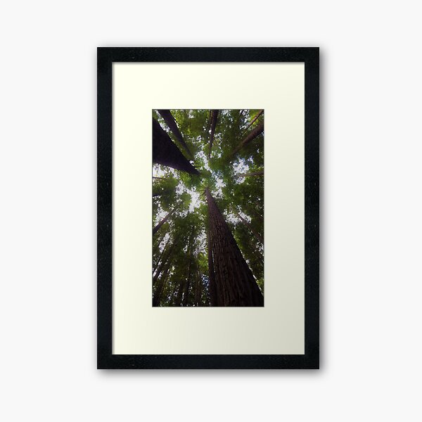 Item preview, Redwood Canopy designed and sold by mountainpics.