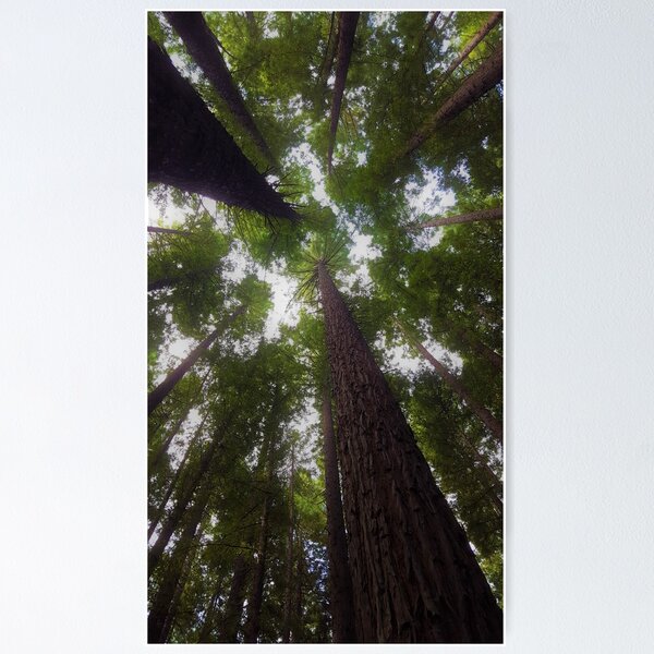 Item preview, Redwood Canopy designed and sold by mountainpics.