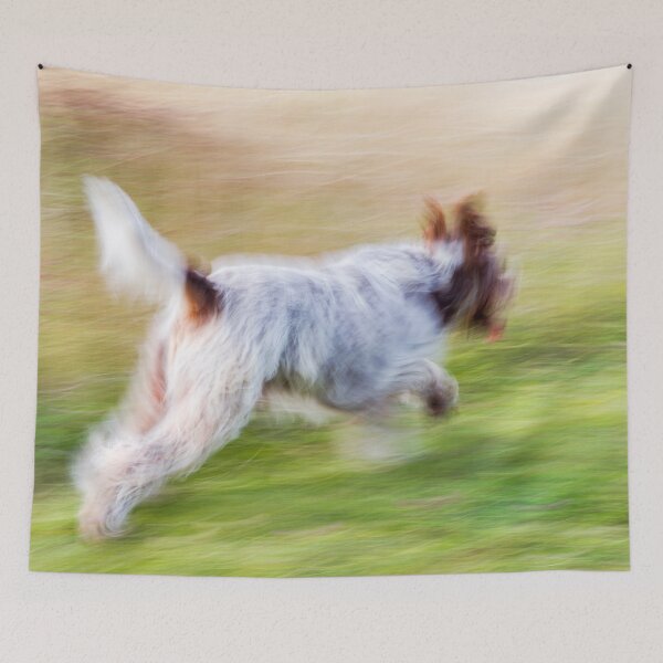 Item preview, Brown Roan Italian Spinone Dog in Action designed and sold by FOLK ART FUSION by heidiannemorris.