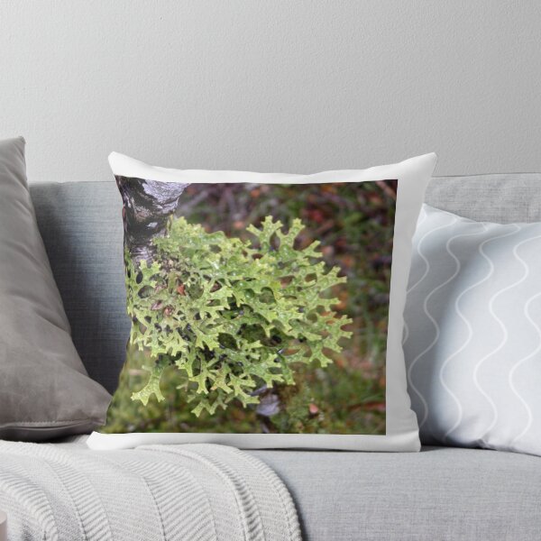 Item preview, Green lichen at Waldheim, Cradle Mountain, Tasmania, Australia. designed and sold by kaysharp.