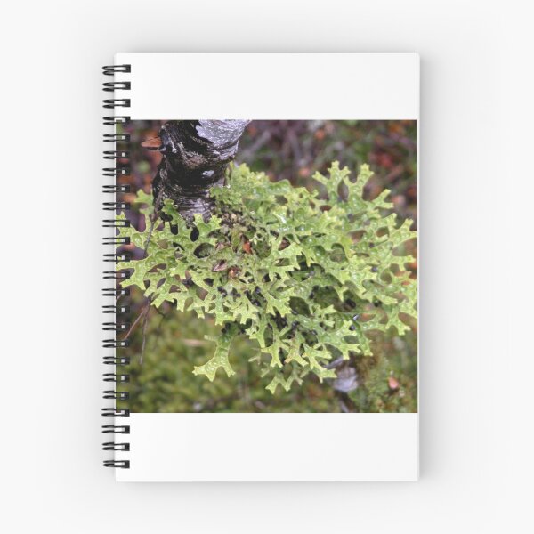 Item preview, Green lichen at Waldheim, Cradle Mountain, Tasmania, Australia. designed and sold by kaysharp.