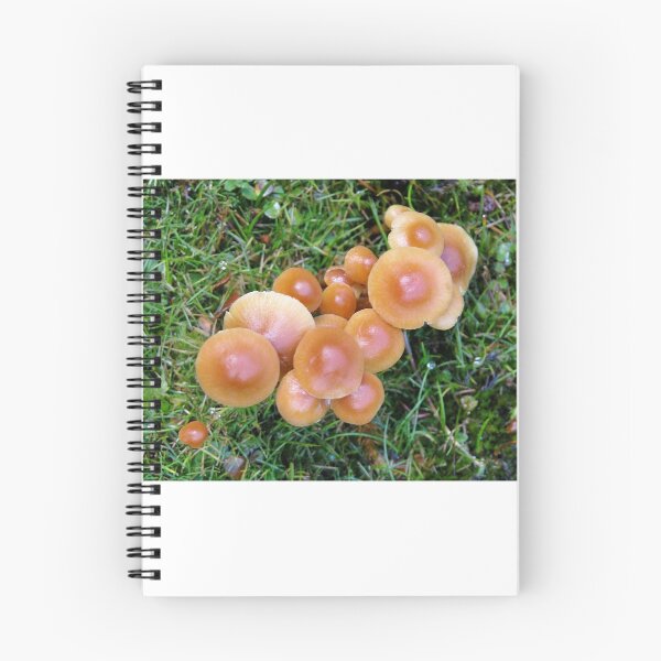 Item preview, Toadstools, Waldheim, Cradle Mountain, Tasmania, Australia. designed and sold by kaysharp.