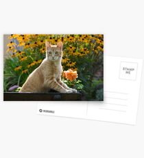 Red tabby cat watching attentively Postcards
