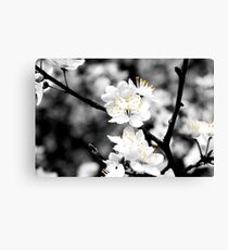Black and White Flowers Canvas Print