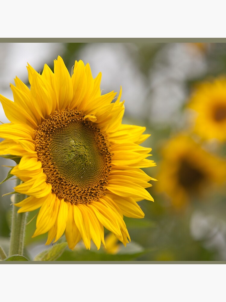 Thumbnail 4 of 4, Pillow, Sunflower designed and sold by guffa-com.