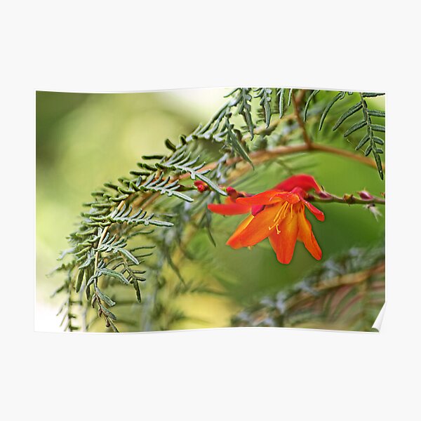 Hiding Beneath the Ferns Poster
