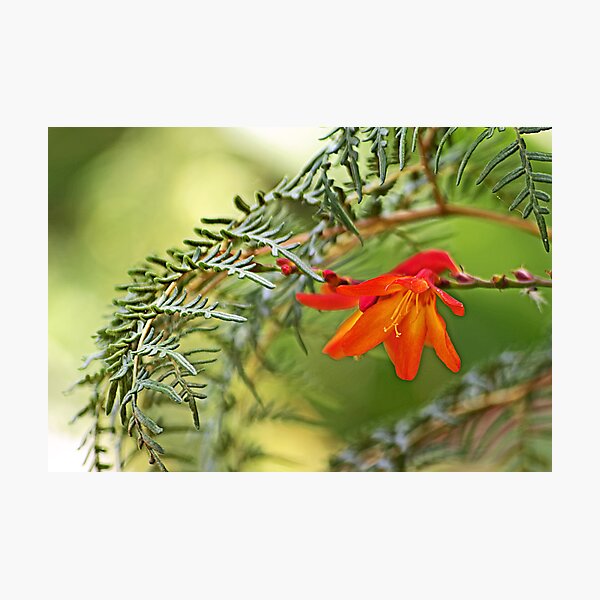 Hiding Beneath the Ferns Photographic Print