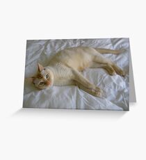 Comfy Cat Greeting Card