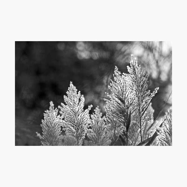 Item preview, Backlit designed and sold by Eileen McVey.