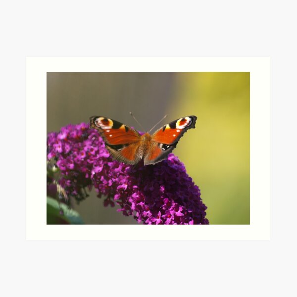 Resting Peacock Butterfly on Buddleia Art Print