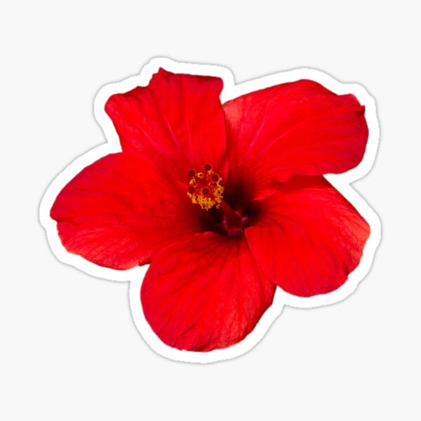 Item preview, Red hibiscus on black designed and sold by iCimages.net.