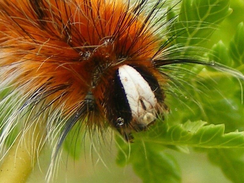  cute Caterpillar By Gaylene Norton Redbubble