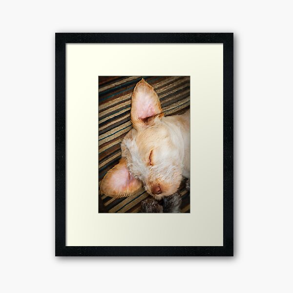 Sleeping Spinone Framed Art Print