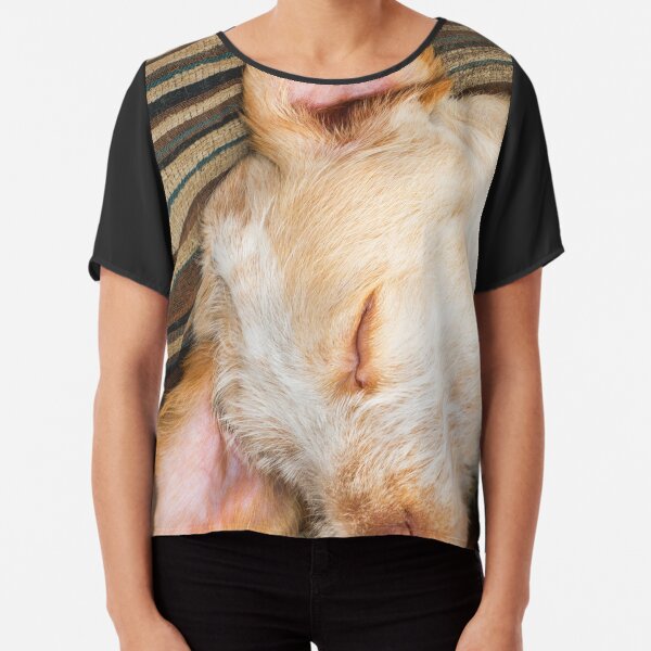 Sleeping Spinone Chiffon Top