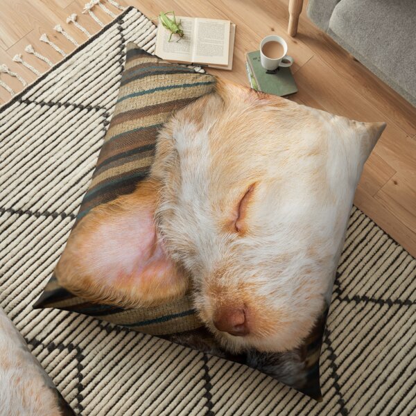 Sleeping Spinone Floor Pillow