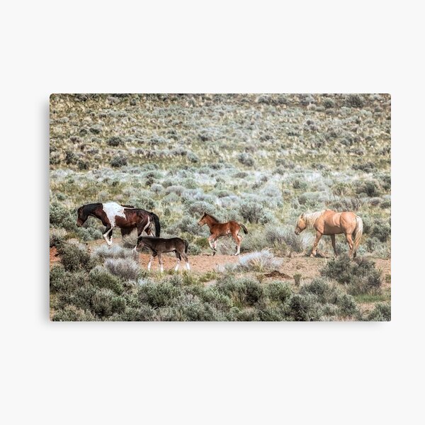 Aperçu de l'œuvre Une journée dans la vie des chevaux sauvages de South Steens, n° 7 créée et vendue par Belinda Greb Photography.