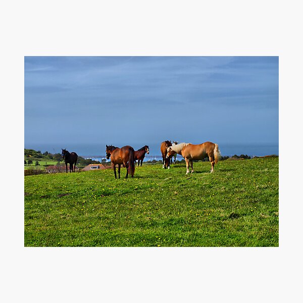 Artikelvorschau, Alderney Horses entworfen und verkauft von Squidald.