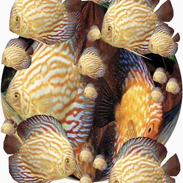 Artwork thumbnail, Symphysodon discus 'T' Shirt. Profits to the RSPCA by Alex Gardiner