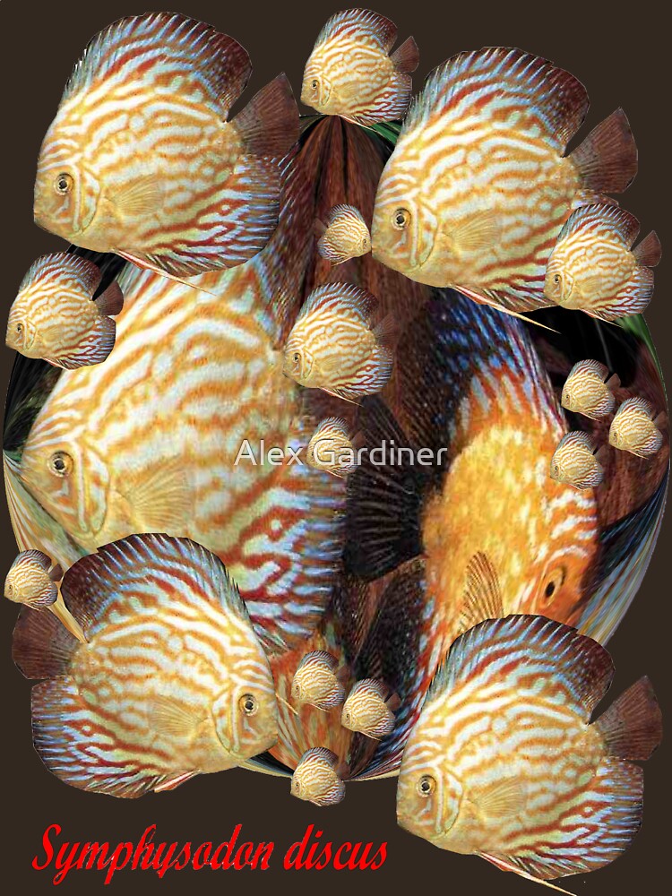 Thumbnail 7 of 7, Essential T-Shirt, Symphysodon discus 'T' Shirt. Profits to the RSPCA designed and sold by windana1.