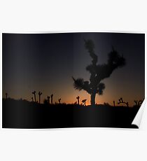 Joshua Trees in silhouette Poster