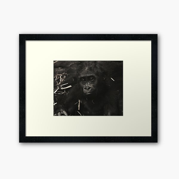 West Lowland Gorilla Baby Framed Art Print
