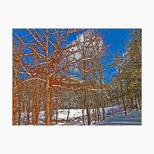 Item preview, Oaks in the Snow designed and sold by DeaconBlues.