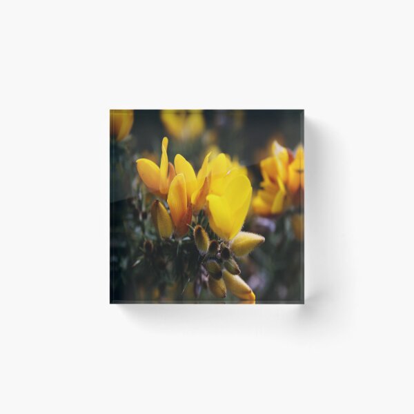 Item preview, "Spring Gorse" (ii) designed and sold by Merice  Ewart Marshall.