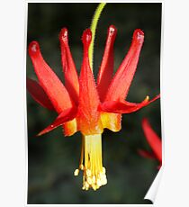 Red beauty Poster