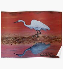 White Egret Wading In The Sunset Poster