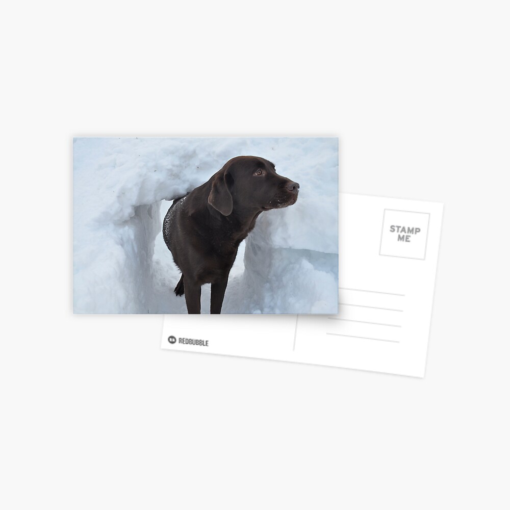 What S The Password For Entry Into The Snow Fort Greeting Card By Corkle Redbubble