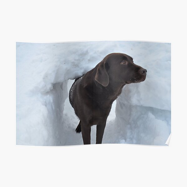 What's the Password for Entry Into The Snow Fort?? Poster