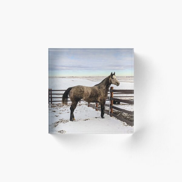 Gray Winter Morning Acrylic Block
