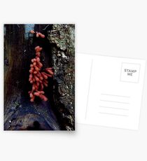 red slime mould Postcards