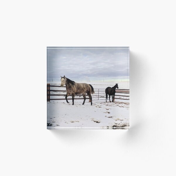 Mares in the Snow Acrylic Block