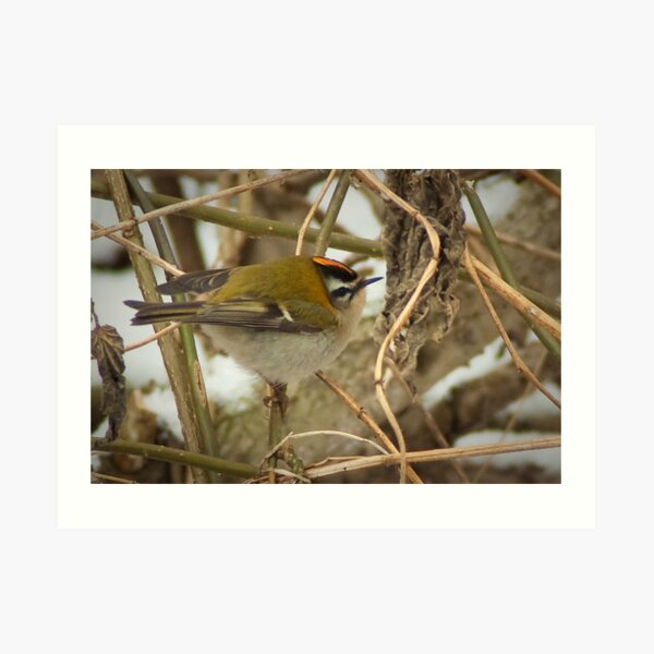 Little Firecrest - golden shot Art Print