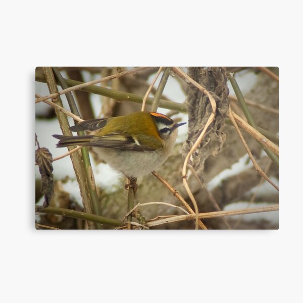 Little Firecrest - golden shot Metal Print