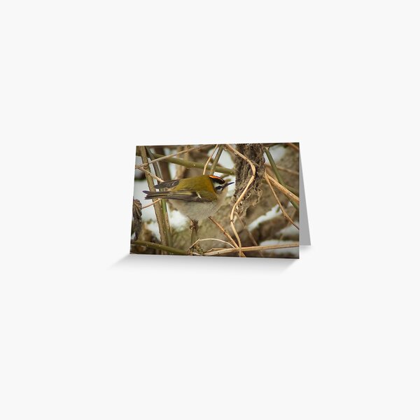 Little Firecrest - golden shot Greeting Card