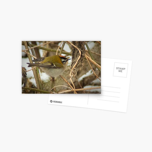 Little Firecrest - golden shot Postcard