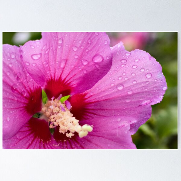 Item preview, Rain Drops designed and sold by GailD.